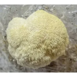 soplowka-jezowata-gotowe-podloze-3kg-grzybnia