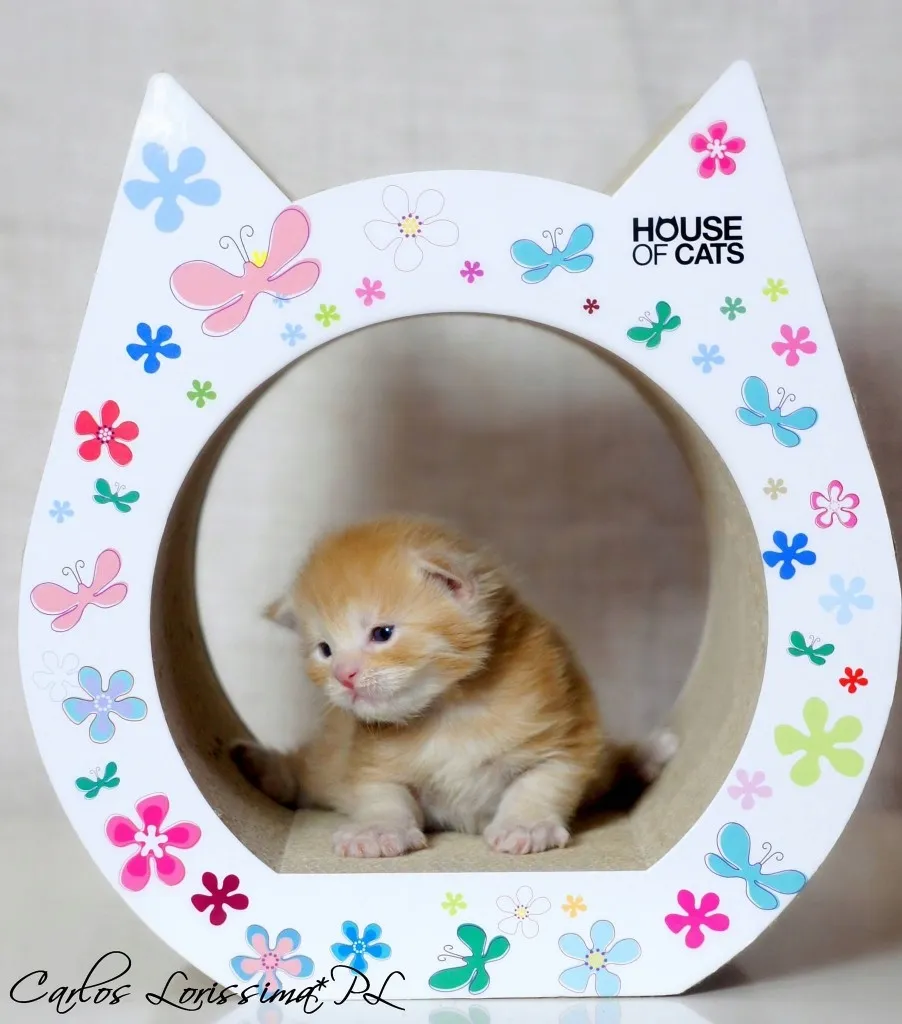 drapak-dla-kota-small-cat-flowers