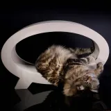 drapak-dla-kota-elipso-eco-marka-house-of-cats