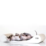 drapak-dla-kota-sofa-white-liczba-poziomow-brak-informacji