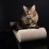 drapak-dla-kota-sofa-eco-rodzaj-drapak-niski