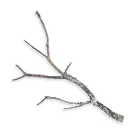 galaz-debu-korkowego-80-100-cm