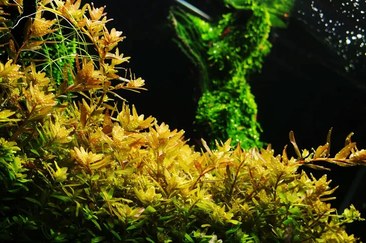 yokuchi-ganban-power-base-6l-objetosc-6-l