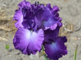 irys-brodkowy-aristocracy-fioletowe-kwiaty-klacze-do-ogrodu