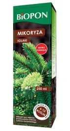 mikoryza-iglaki-tuje-swierki-sosny-jodly