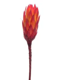 protea-lakierowana-czerwona-susz-dekoracyjny