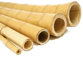bambus-dekoracyjny-gruby-ozdobny-240-cm-120-140-mm