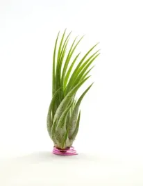 tillandsia-ionantha-scaposa-l-8-cm