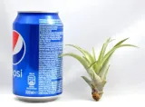 tillandsia-capitata-r-7-9-cm-rodzaj-rosliny-inny