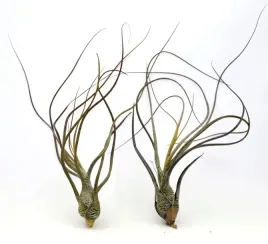 tillandsia-butzii-l-20-cm