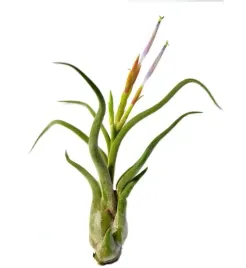 tillandsia-caput-medusae-s-8-cm