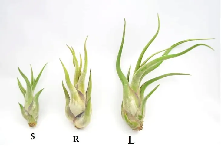 tillandsia-caput-medusae-s-8-cm-rodzaj-rosliny-inny-kod-produktu-893
