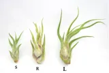 tillandsia-caput-medusae-s-8-cm-rodzaj-rosliny-inny-kod-produktu-893
