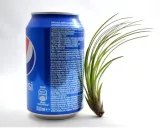 tillandsia-juncifolia-s-12-cm-rodzaj-rosliny-inny