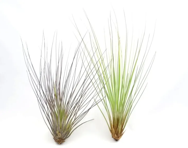 tillandsia-juncifolia-s-12-cm-kod-produktu-913