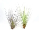 tillandsia-juncifolia-s-12-cm-kod-produktu-913