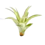 tillandsia-multiflora-r-7-cm