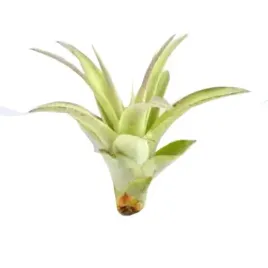 tillandsia-multiflora-r-7-cm
