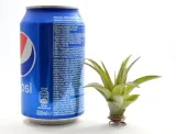 tillandsia-multiflora-r-7-cm-rodzaj-rosliny-inny