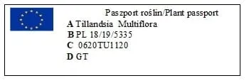 tillandsia-multiflora-r-7-cm-kod-produktu-918