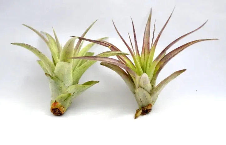 tillandsia-multiflora-r-7-cm-rodzaj-rosliny-inny-kod-produktu-918