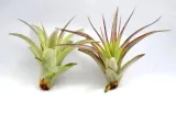 tillandsia-multiflora-r-7-cm-rodzaj-rosliny-inny-kod-produktu-918