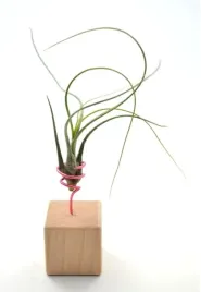 tillandsia-butzii-r-na-stojaku-komp-60-k4