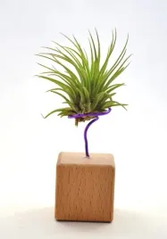 tillandsia-ionantha-ionantha-na-stojaku-komp-62-k4