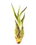 tillandsia-caput-medusae-mini-7-cm