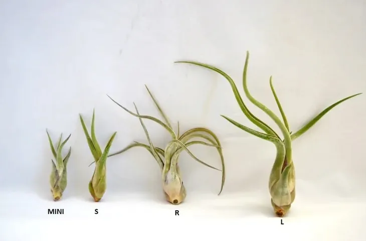 tillandsia-caput-medusae-mini-7-cm-rodzaj-rosliny-inny-kod-produktu-1002