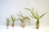 tillandsia-caput-medusae-mini-7-cm-rodzaj-rosliny-inny-kod-produktu-1002