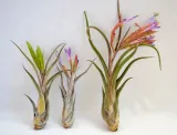 tillandsia-caput-medusae-mini-7-cm-kod-produktu-1002-rodzaj-rosliny-inny