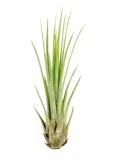 tillandsia-juncea-mini-14-17-cm