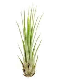 tillandsia-juncea-mini-14-17-cm