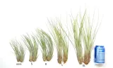 tillandsia-juncea-mini-14-17-cm-kod-produktu-1030