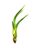 tillandsia-baileyi-s-12-cm
