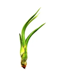 tillandsia-baileyi-s-12-cm