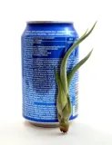 tillandsia-baileyi-s-12-cm-rodzaj-rosliny-inny