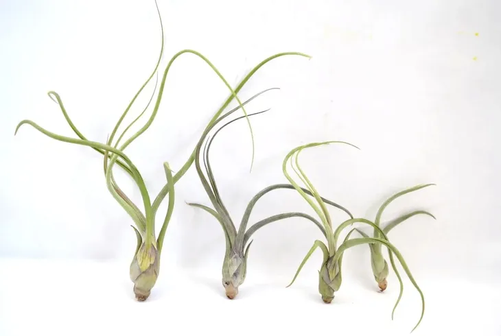 tillandsia-baileyi-s-12-cm-rodzaj-rosliny-inny-kod-produktu-1144