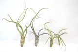 tillandsia-baileyi-s-12-cm-rodzaj-rosliny-inny-kod-produktu-1144