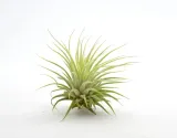 tillandsia-ionantha-rubra-r-6-cm