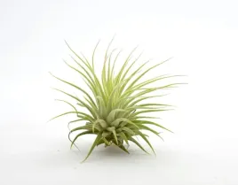 tillandsia-ionantha-rubra-r-6-cm