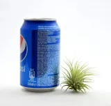 tillandsia-ionantha-rubra-r-6-cm-rodzaj-rosliny-inny