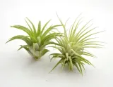 tillandsia-ionantha-rubra-r-6-cm-rodzaj-rosliny-inny-kod-produktu-909