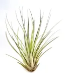 tillandsia-juncea-s-18-20-cm-rodzaj-rosliny-inny