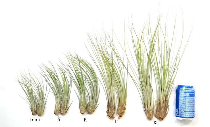 tillandsia-juncea-s-18-20-cm-kod-produktu-911