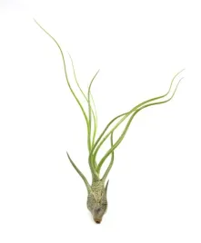 tillandsia-butzii-r-15-cm