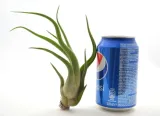 tillandsia-caput-medusae-l-17-cm-rodzaj-rosliny-inny