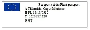 tillandsia-caput-medusae-l-17-cm-kod-produktu-900