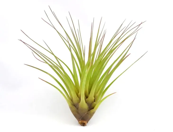tillandsia-melanocrater-l-16-cm